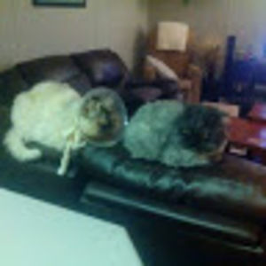 Meet your Posher, Joan